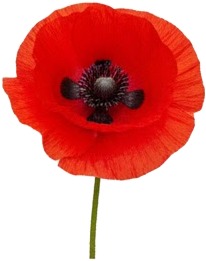 a red poppy flower on a white background.jpg